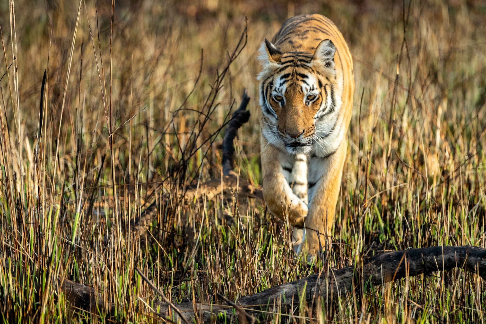 Jim Corbett National Park - Image 3