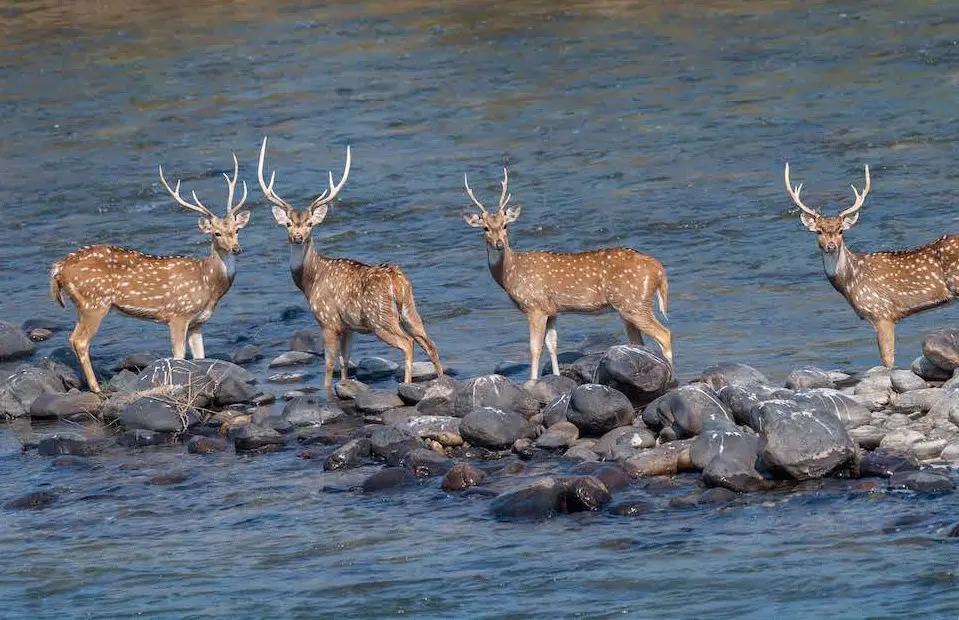 Jim Corbett National Park - Image 1