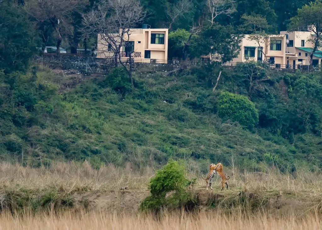 Jim Corbett National Park - Image 6
