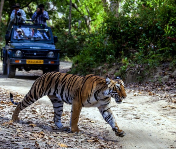 Jim Corbett National Park - Image 5